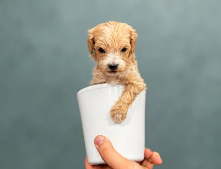 Teacup maltipoo bebekler - 6273