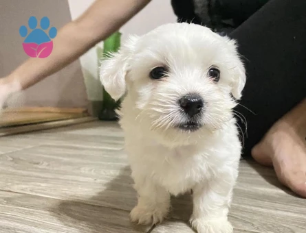 Maltese terrier bebekler - 6279