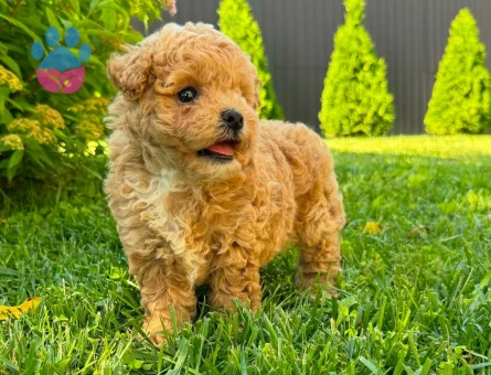 maltipoo bebek - 6286
