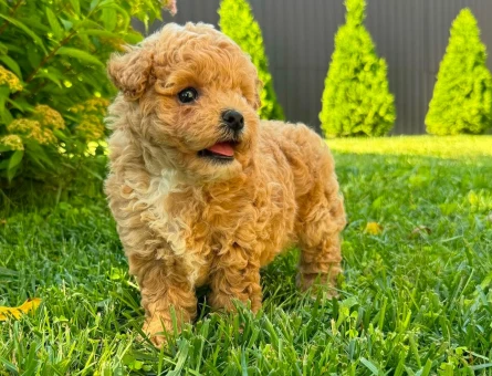 maltipoo bebek - 6286