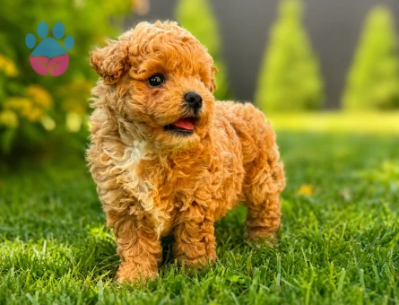 maltipoo bebek