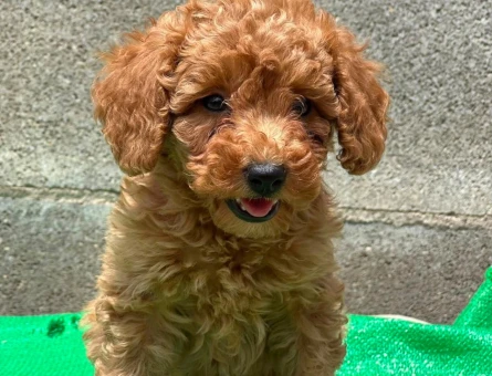 evinizin yeni üyesi maltipoo bebekler - 6287