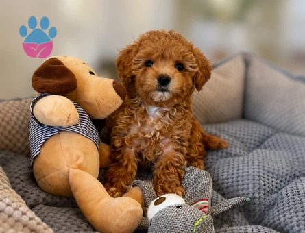mini mini maltipoo bebekler