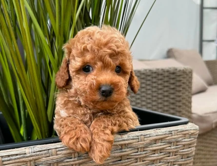 maltipoo yavrularımız - 6289
