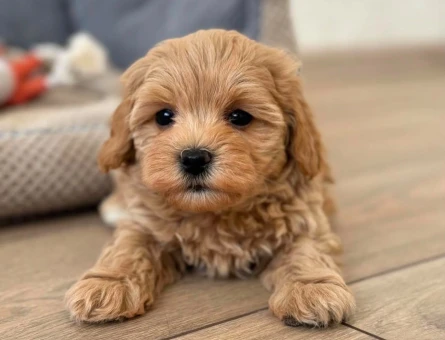 evinizin bebeği maltipoo - 6290