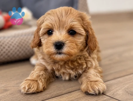 evinizin bebeği maltipoo