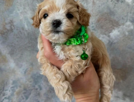 YENİ ÜYENİZ MALTİPOO - 6293
