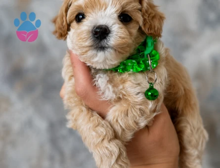 YENİ ÜYENİZ MALTİPOO