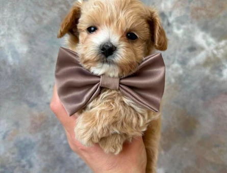en neşeli maltipoo bebekler - 6294
