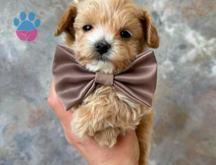 en neşeli maltipoo bebekler