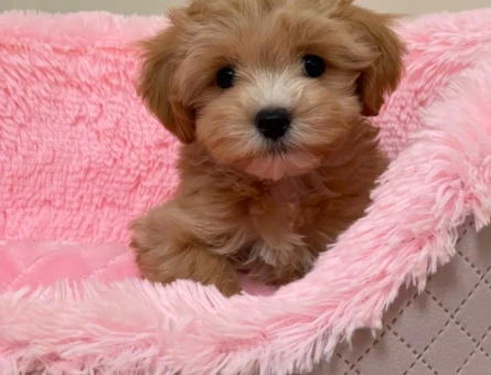 EN GÜZEL SURAT MALTİPOO BEBEKLER - 6296