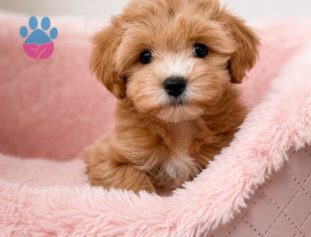 EN GÜZEL SURAT MALTİPOO BEBEKLER