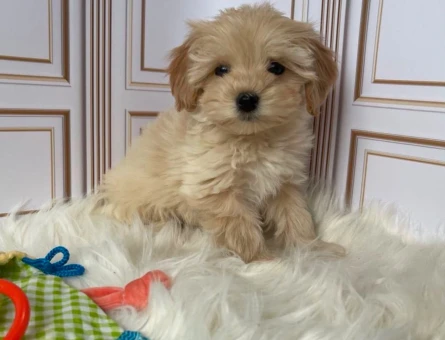 BABY FACE MALTİPOO BEBEKLER - 6297