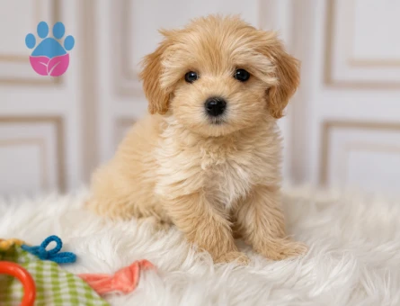 BABY FACE MALTİPOO BEBEKLER