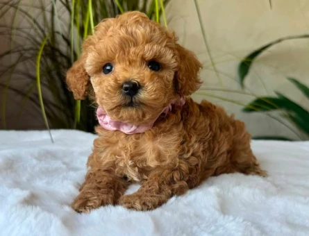 KÜT BURUN MALTİPOO BEBEKLER - 6298