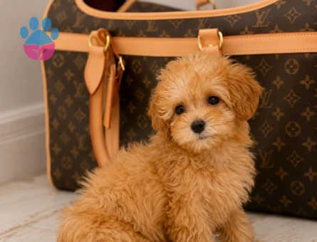 GÜLER YÜZ MALTİPOO BEBEKLER