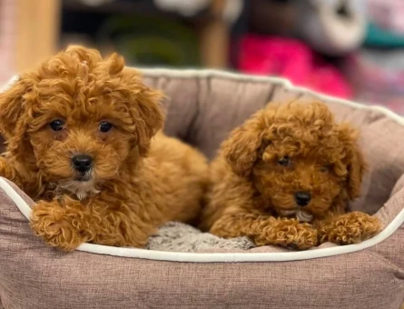 MALTİPOO BEBEKLER - 6300