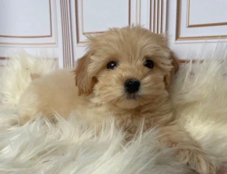 SAĞLIK GARANTİLİ MALTİPOO BEBEKLERİMİZ - 6301
