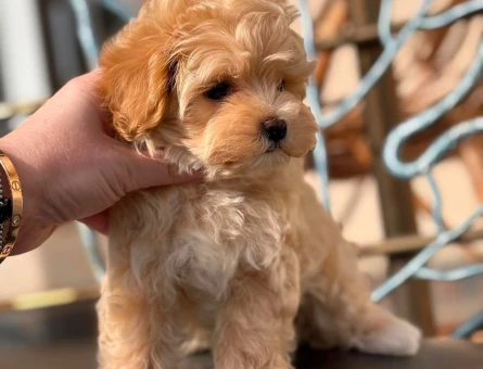 BABY FACE SURAT MALTİPOO - 6302