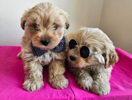 APRİCOT RENK MALTİPOO BEBEKLER - 6305
