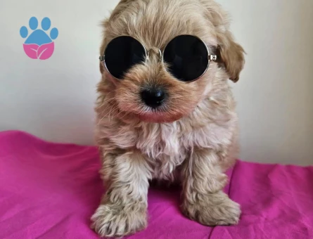 YAKIŞIKLI MALTİPOO BEBEĞİMİZ - 6307