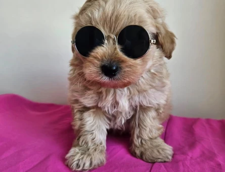 YAKIŞIKLI MALTİPOO BEBEĞİMİZ - 6307