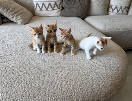 Yavru Kedi sahiplendirmek istiyorum - 6308