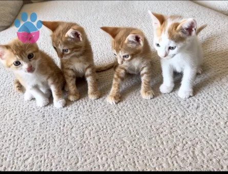Yavru Kedi sahiplendirmek istiyorum