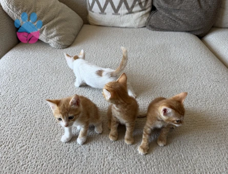 Yavru Kedi sahiplendirmek istiyorum