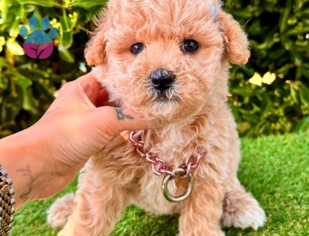 maltipoo mini bebekler - 6310