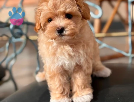 EVİNİZİN YENİ BEBEĞİ MALTİPOO - 6311
