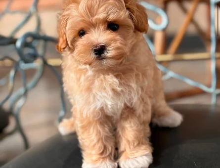 EVİNİZİN YENİ BEBEĞİ MALTİPOO - 6311