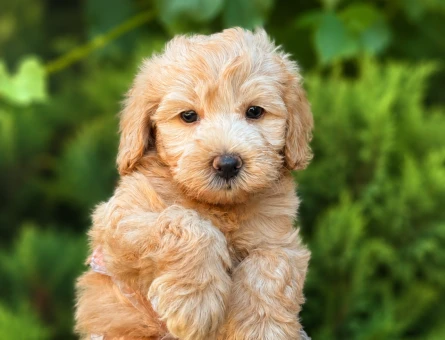 NEŞE DOLU MALTİPOO BEBEKLER - 6313