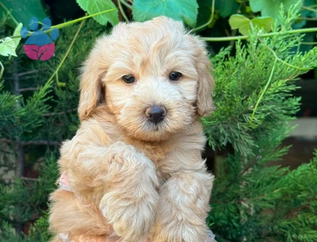 NEŞE DOLU MALTİPOO BEBEKLER