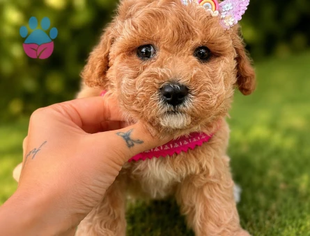 MALTİPOO YAVRULARIMIZ