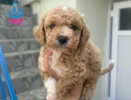 mini bebek yavrular - 6315