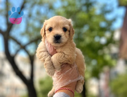 tüy dökmez koku yapmaz maltipoo bebekler