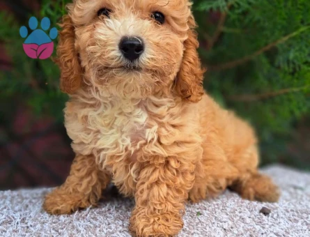 TÜY DÖKMEYEN MALTİPOO BEBEKLER - 6318