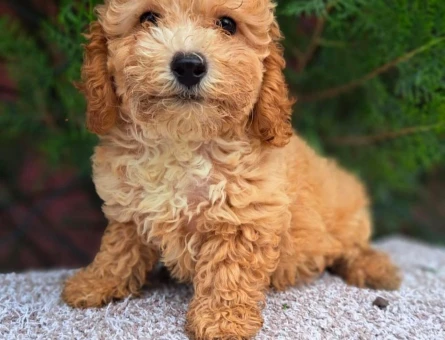 TÜY DÖKMEYEN MALTİPOO BEBEKLER - 6318