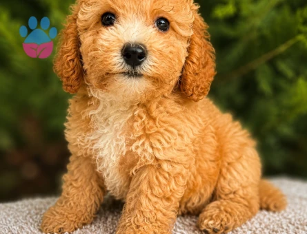 TÜY DÖKMEYEN MALTİPOO BEBEKLER