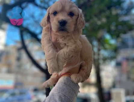 MALTİPOO TÜY DÖKMEZ KOKU YAPMAZ - 6319