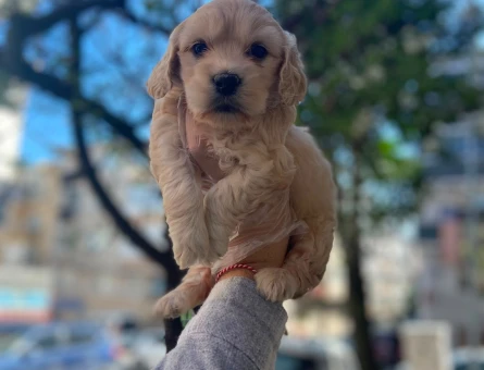 MALTİPOO TÜY DÖKMEZ KOKU YAPMAZ - 6319