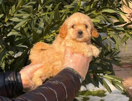 EVİNİZİN YENİ BEBEK ÜYESİ - 6320