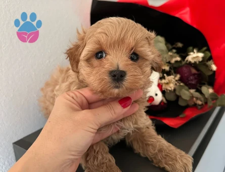 BABY FACE MALTİPOO BEBEKLER - 6321