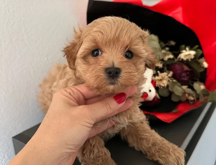 BABY FACE MALTİPOO BEBEKLER - 6321