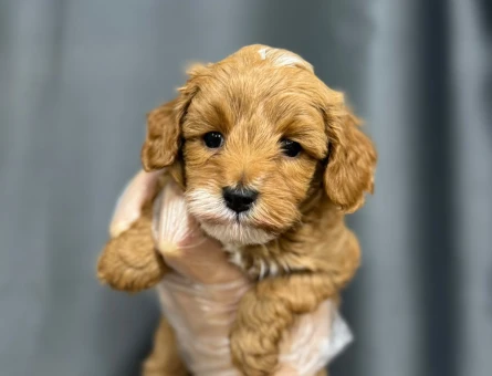 EVİNİZİN YENİ ÜYESİ MALTİPOO BEBEKLER - 6322