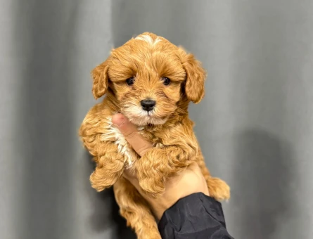 YENİ ÜYENİZ MALTİPOO - 6323