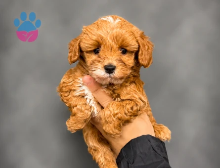 YENİ ÜYENİZ MALTİPOO