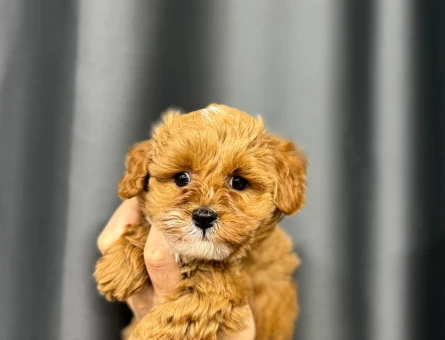 MİNİ MİNİ MALTİPOO BEBEKLER - 6324