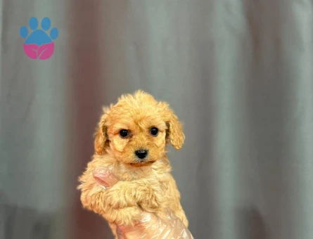 SÜT KAHVE MALTİPOO BEBEKLER - 6326